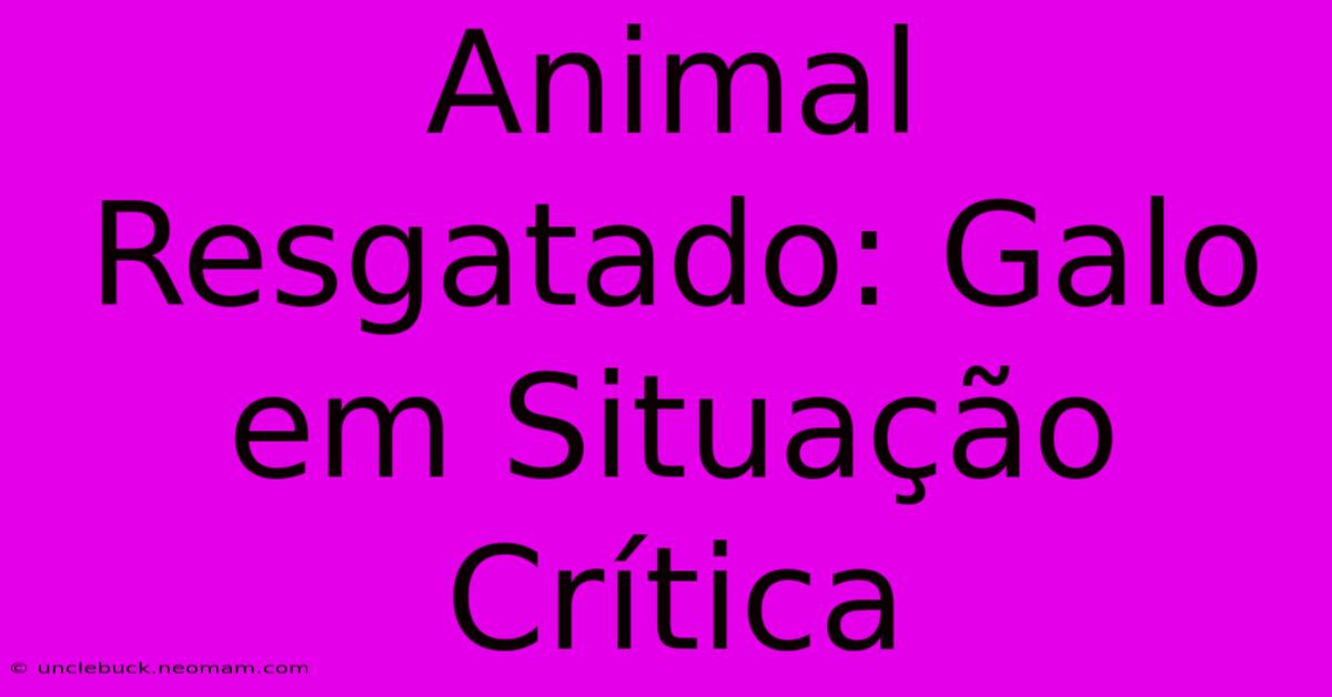 Animal Resgatado: Galo Em Situação Crítica