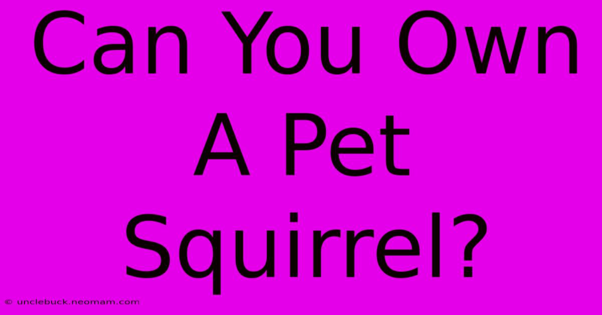 Can You Own A Pet Squirrel?