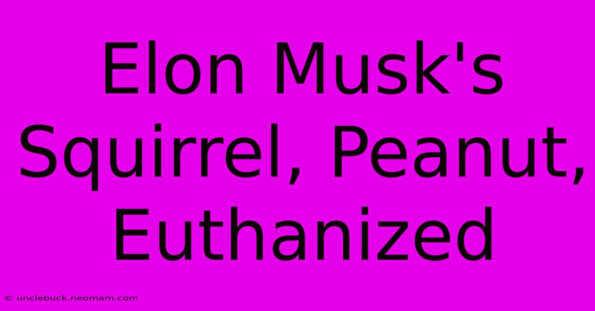 Elon Musk's Squirrel, Peanut, Euthanized