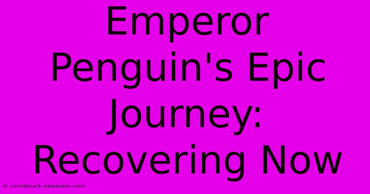 Emperor Penguin's Epic Journey: Recovering Now