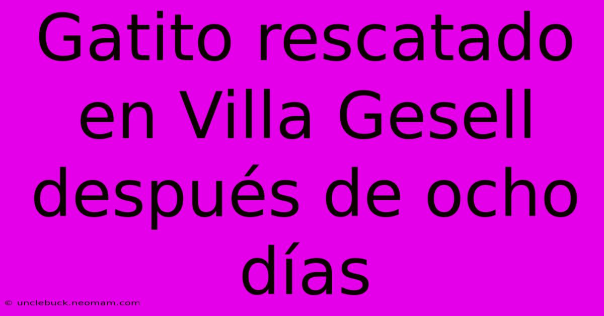 Gatito Rescatado En Villa Gesell Después De Ocho Días