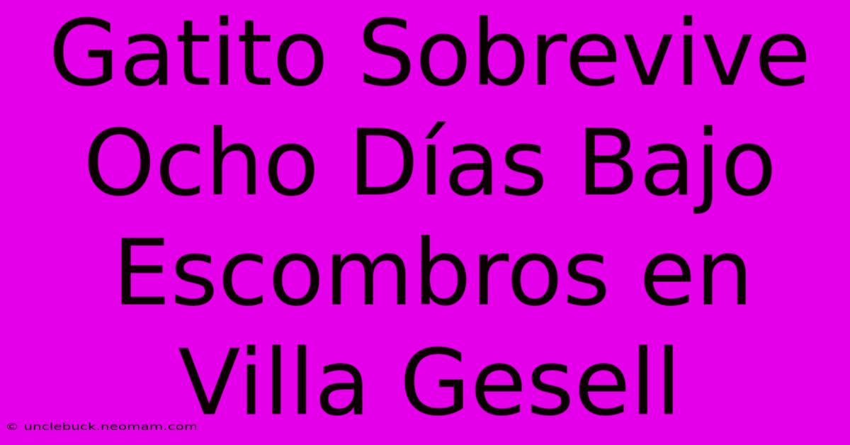 Gatito Sobrevive Ocho Días Bajo Escombros En Villa Gesell