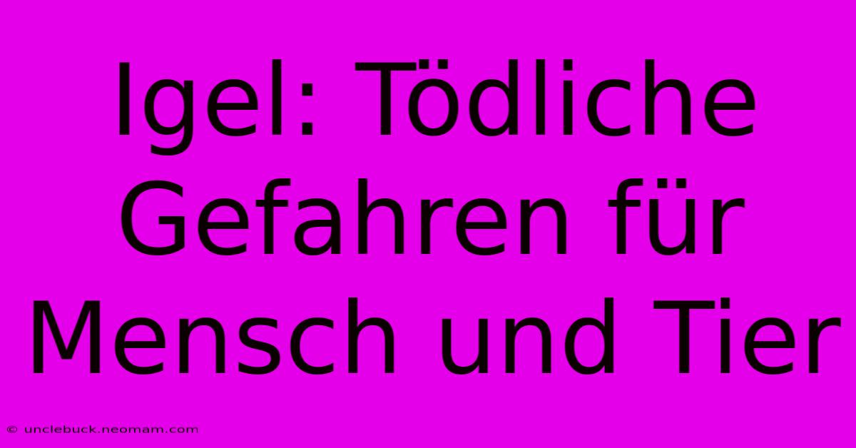 Igel: Tödliche Gefahren Für Mensch Und Tier 