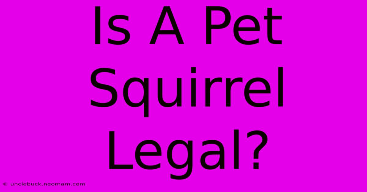 Is A Pet Squirrel Legal?