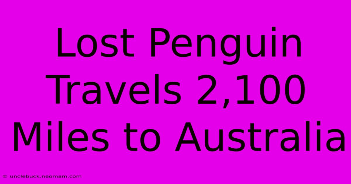 Lost Penguin Travels 2,100 Miles To Australia