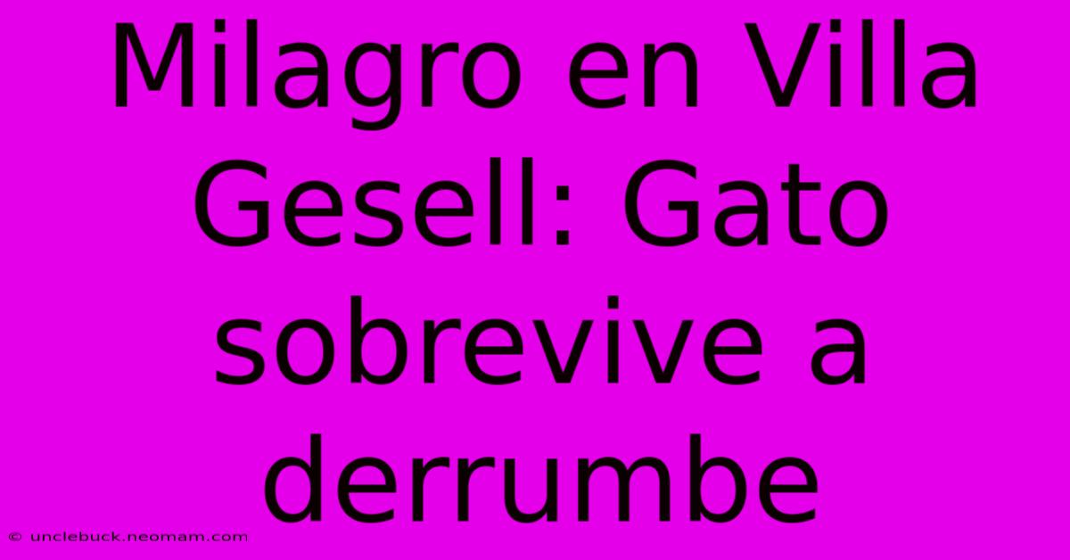 Milagro En Villa Gesell: Gato Sobrevive A Derrumbe