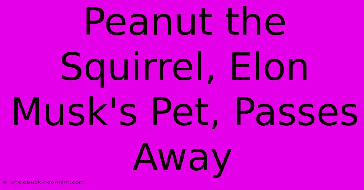 Peanut The Squirrel, Elon Musk's Pet, Passes Away