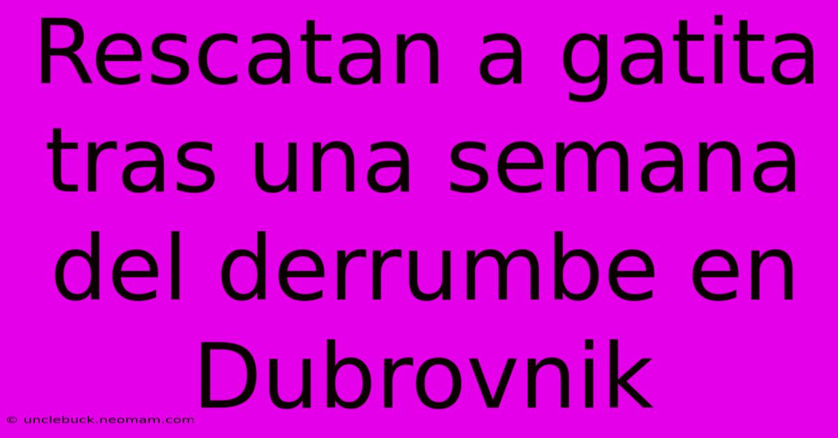 Rescatan A Gatita Tras Una Semana Del Derrumbe En Dubrovnik