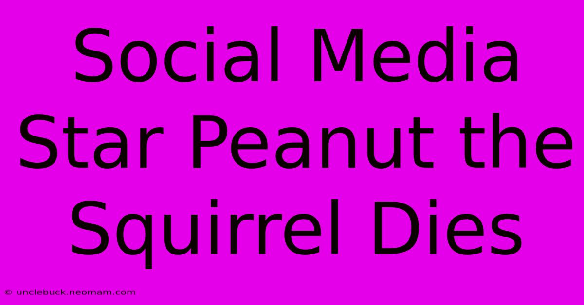 Social Media Star Peanut The Squirrel Dies 