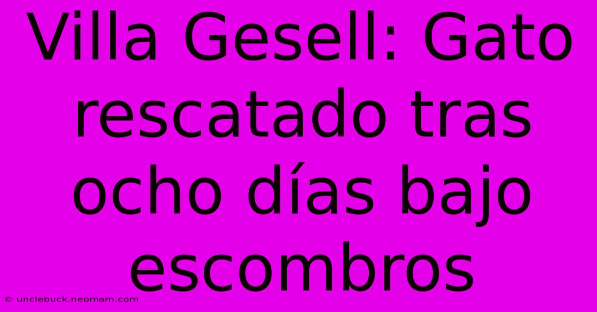 Villa Gesell: Gato Rescatado Tras Ocho Días Bajo Escombros