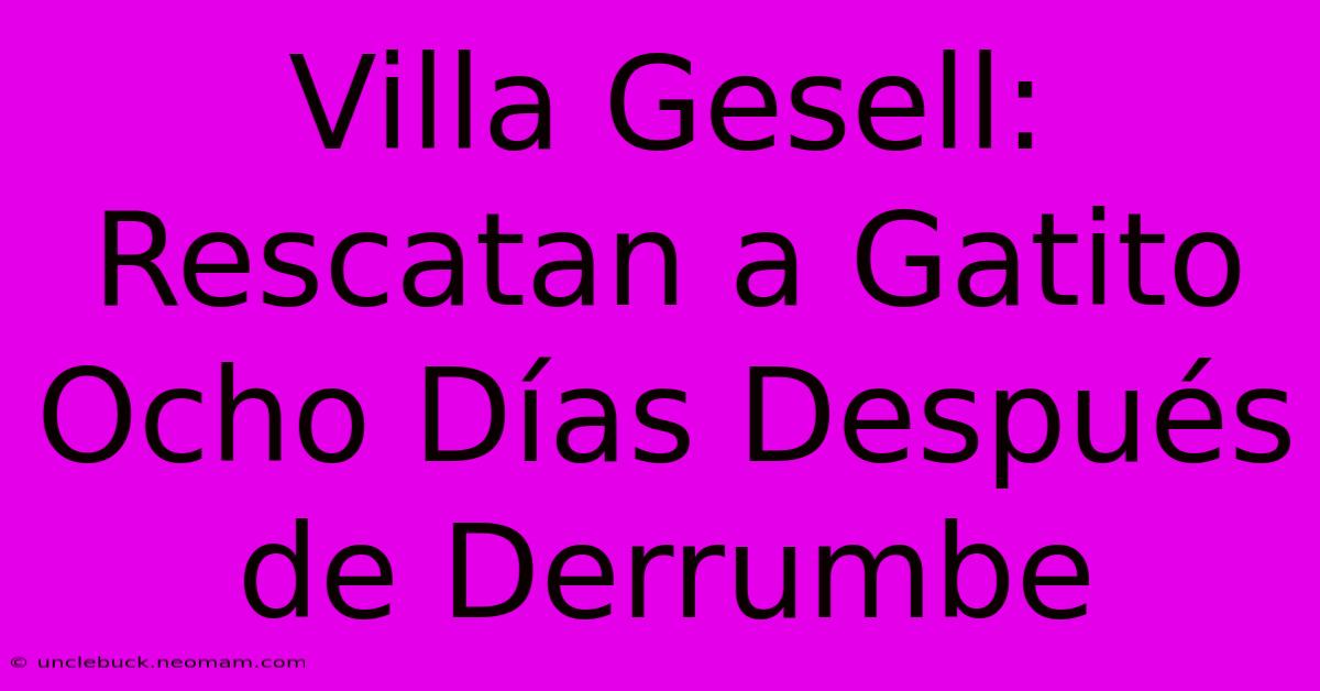 Villa Gesell: Rescatan A Gatito Ocho Días Después De Derrumbe